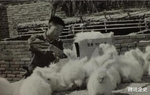 1971年福建一家三口被杀，刑警困惑，村民发现端倪：他家少只兔子