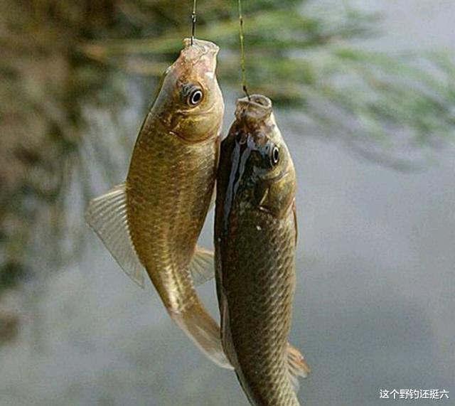 三伏天|三伏天钓鱼总空军？浓引淡钓掌握上鱼核心，鲫鱼钓得多鲤鱼钓得爽