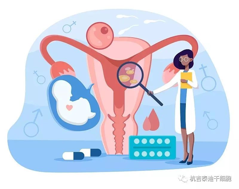 美国伊利诺伊大学:干细胞疗法成为治疗卵巢早衰的新方法