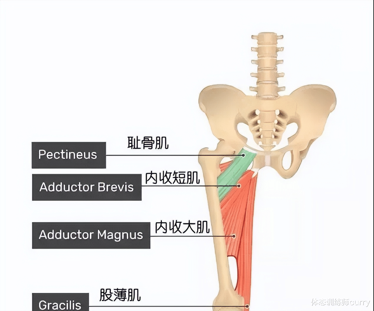 翘臀|大腿内侧松松软软？练好这6个动作，紧致大腿线条还能翘臀喔