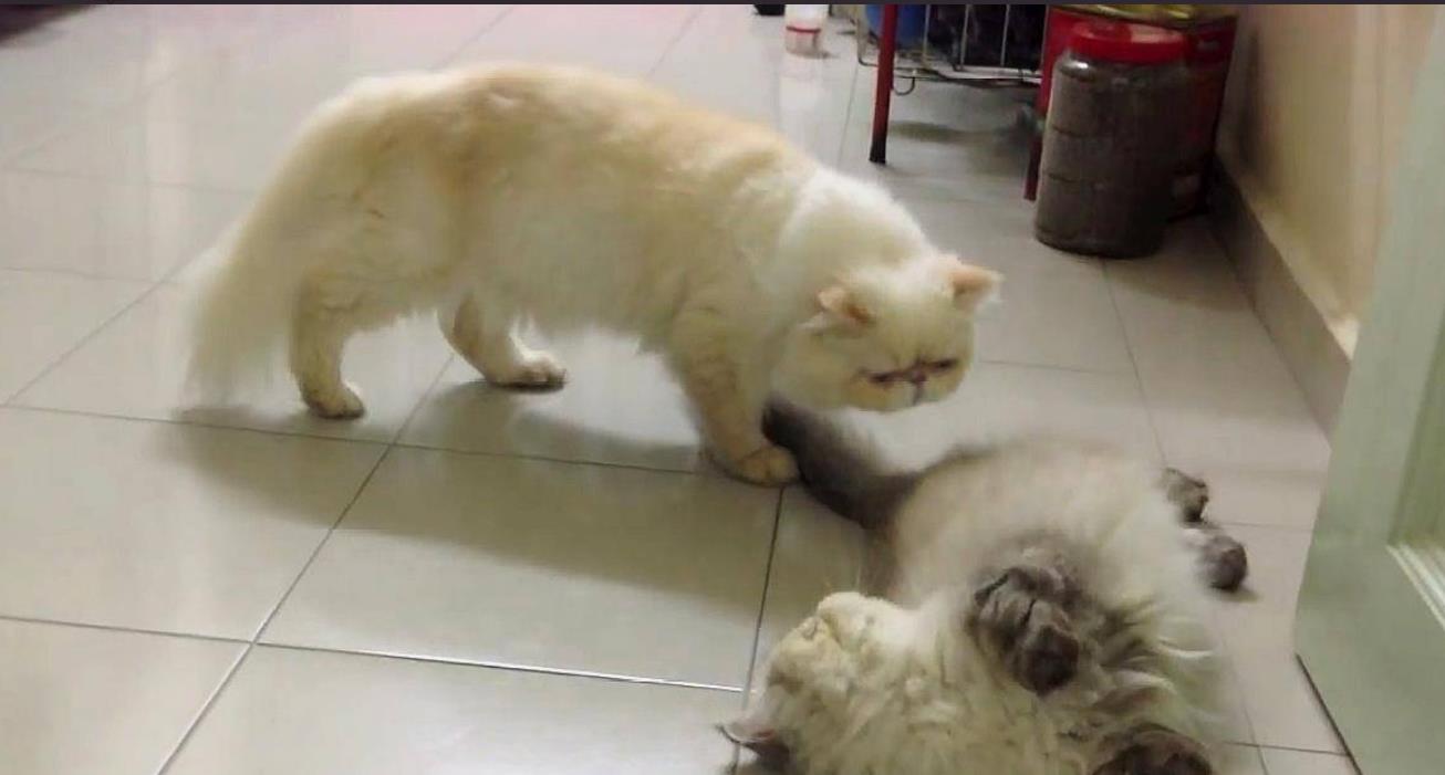 为啥猫交配时,叫声异常凄惨?人类和猫之间有何不同?