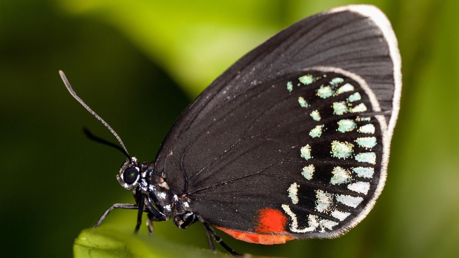 研究发现，阿塔拉蝴蝶保留了古老的翅膀图案