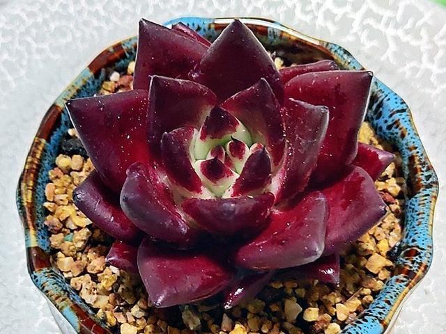 室内想要养好多肉,补光灯必不可少,是真的吗?