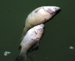 地震|钓到死鱼,别磨叽,快速速回家
