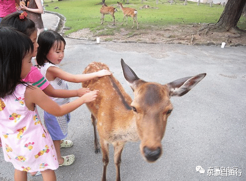 奈良公园|没有中国游客，奈良的小鹿都“瘦骨嶙峋”了