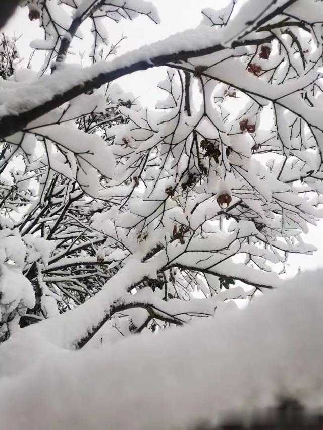 |下雪???雪???雪雪???雪???雪啦!一波雪景图来袭~