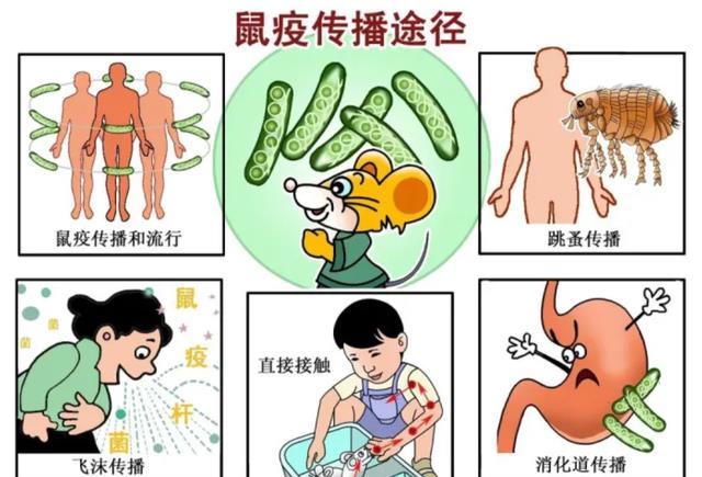 屎从天降,墙壁上全是排泄物,给黑死病加buff夺走2500万条人命