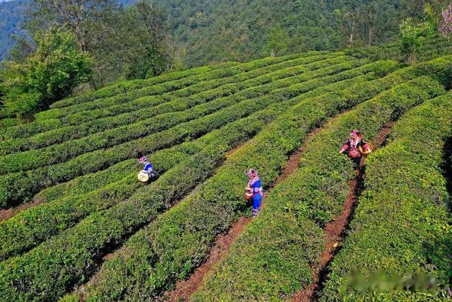 峨山|来峨山踏青寻茶香，每一口都是春天