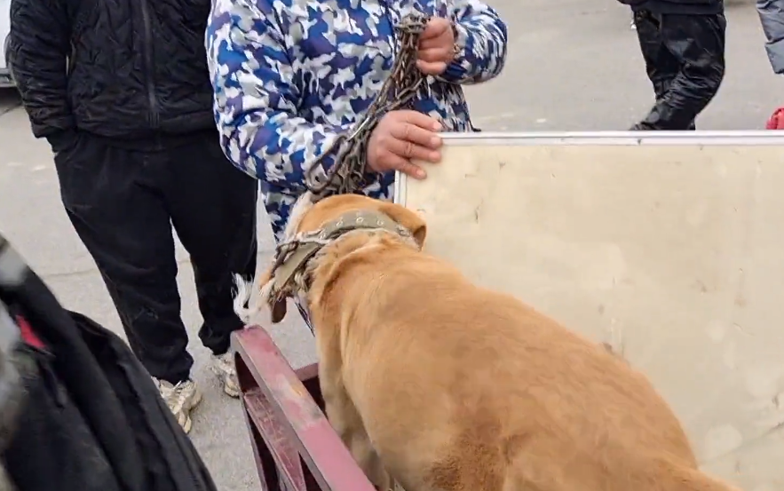 险些落入狗贩手中的拉布拉多苦苦哀求着主人，见狗狗如此难过，大妈终于改变主意