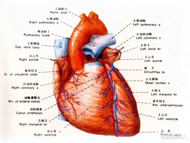 心脏|男孩胸口有怪痛，检查发现心脏上扎着铁针，医生：你有什么秘密？