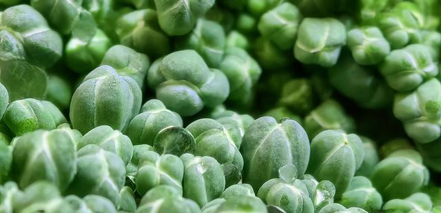 三星Galaxy|3999元起!华为Mate50系列正式上市,支持卫星消息+可变光圈