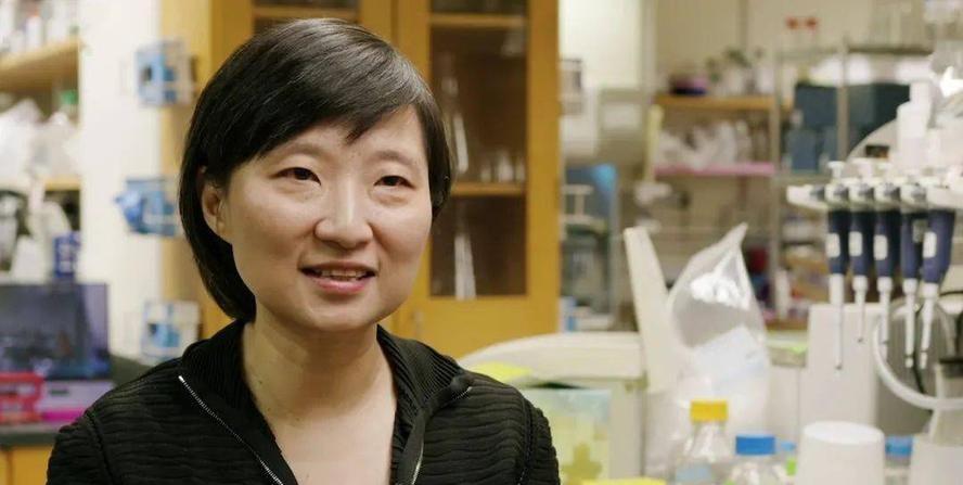 华裔科学家胜出!基因技术“上帝剪刀”争夺结束,幕后惊现投名状