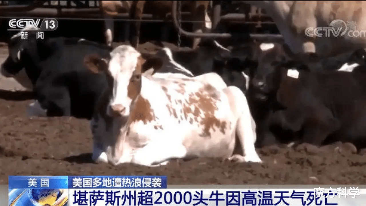 罕见!河南地表最高温74℃,南京树木自燃烧断根,为何如此反常?