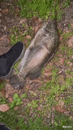 广西|广西一男子火了，夜钓收获13斤的大鳜鱼引争议，网友：锚的