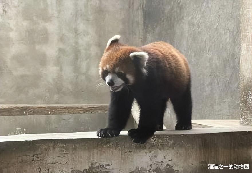 一团伙猎捕收售小熊猫每只35万,乐山救下63只,胆子太肥了