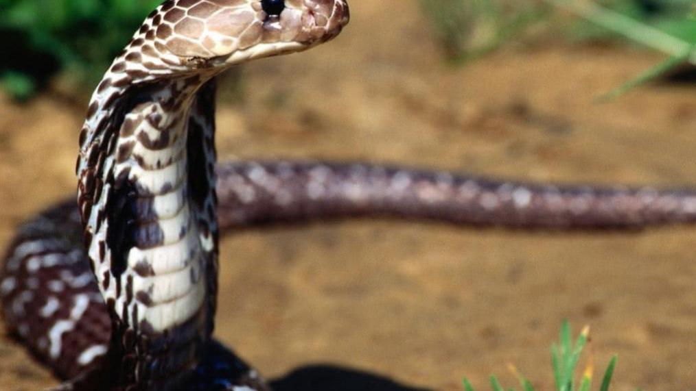 毒蛇为什么这么可怕? 看看将蛇毒滴到人血液中，会发生什么？