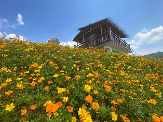 |走进洪溏里村花海，漫步波斯菊盛开的山坡