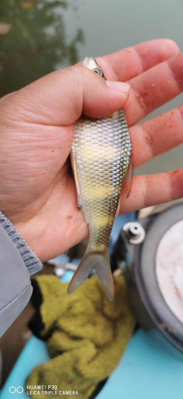 |北风呼啸寒风凛冽,通杀腥助我通杀小杂鱼