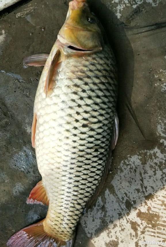 饵料|学会这些方法,钓鲤鱼真不是个难事