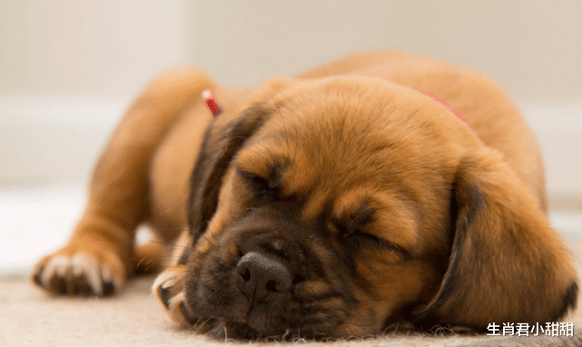 |得到领导赏识与提拔，生肖狗在职场之路越走越顺，能力得到发挥