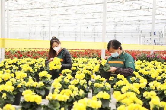 甘肃兰州:百花齐放迎新春 浓浓“年味”扑面来