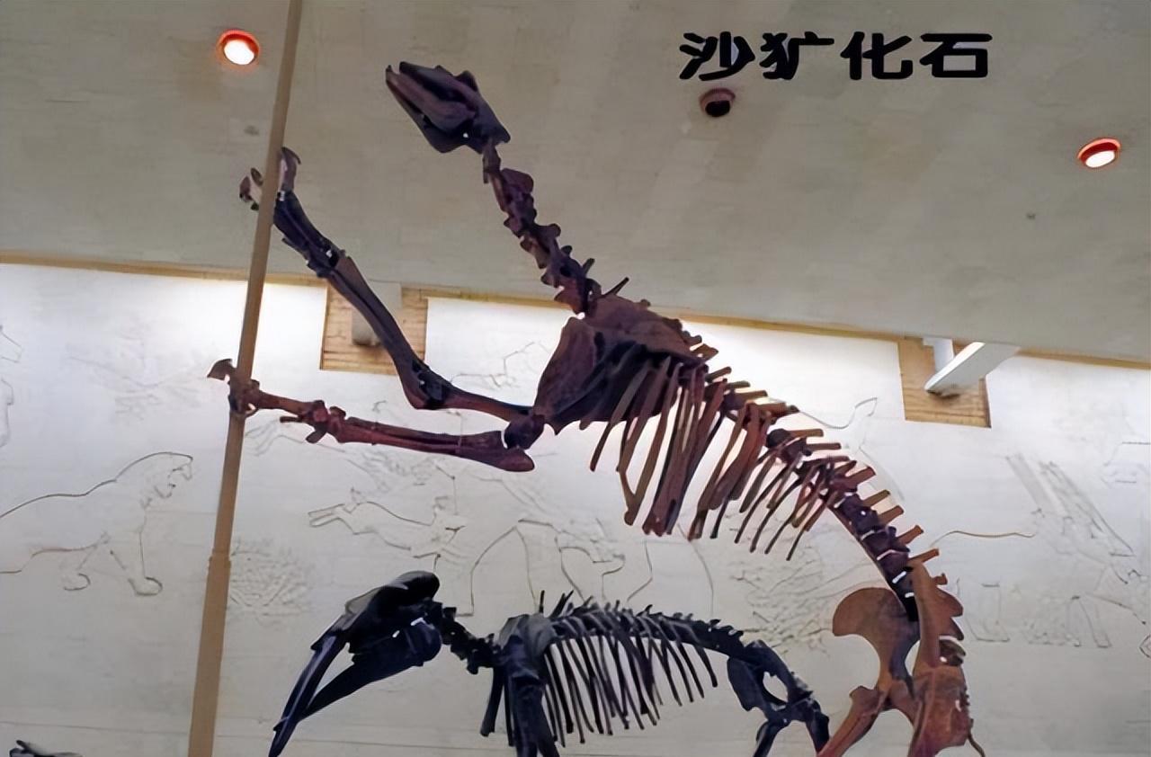 相传多地出现“驴头狼”,驴头狼身、偷吃家猪,它到底是什么物种