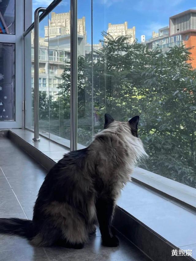 张卫健|张卫健妻子晒近况!48岁发福明显,皮肤白到发光,流产后选择丁克