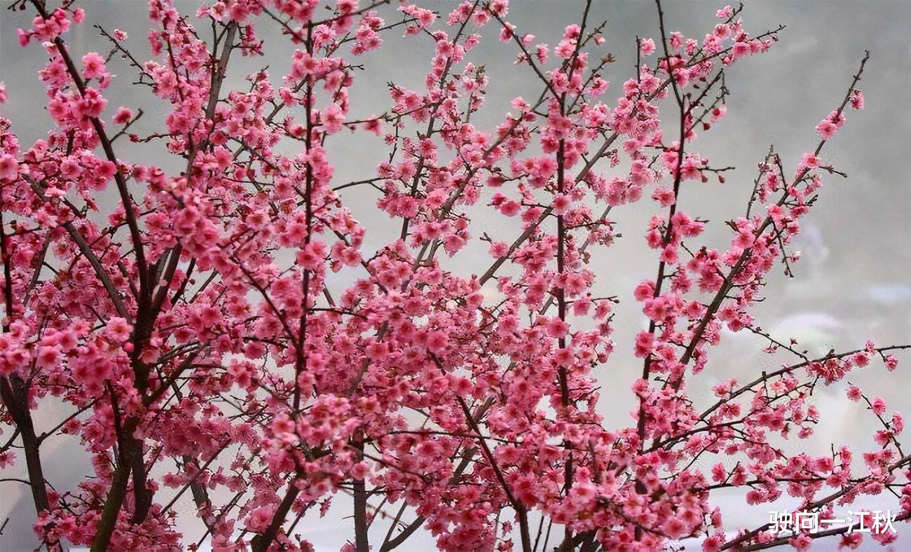 虞美人|最精彩的8首《虞美人》词排名，前两名伯仲之间，难分高下，哪首排在榜首？