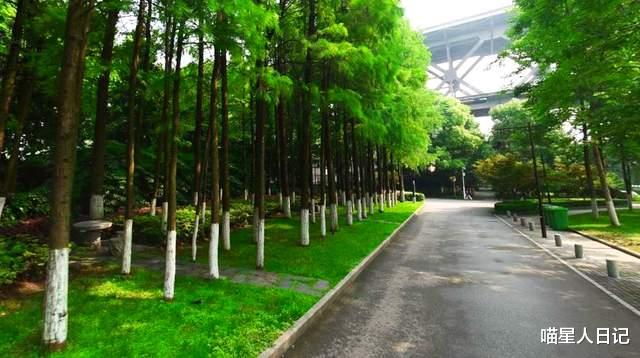 旅行|武汉城区长江边有条杉树组成的绿道，秋末骑行打卡，风景美如画