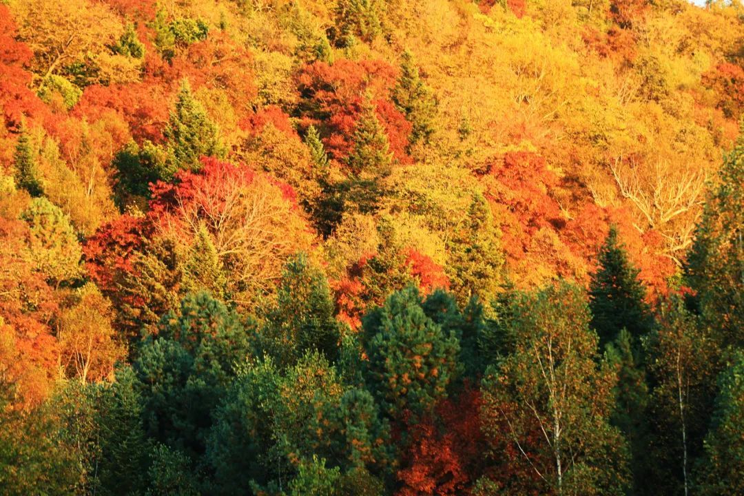 长白山|东北的秋天多诱人!这个秋天,来东北看看人间仙境