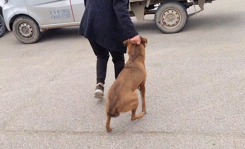 夹着尾巴的看家犬，还是620卖了狗贩子，大妈：跟他走吧，俺的狗可听话了