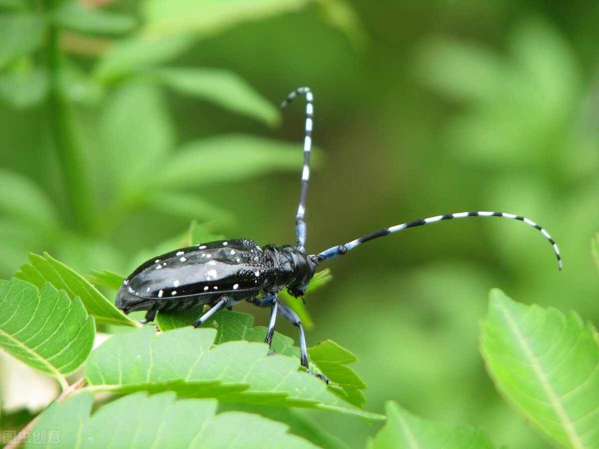 80年代常玩的生物,牛角虫、蝎子、胭脂虫,玩过的人都老了