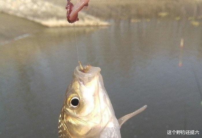 |怎样钓鲫鱼效果好？如何让大小通杀水到渠成，小中钓大不在话下？