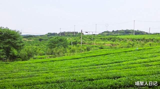 武汉|在武汉郊区这座茶场体验采茶乐趣，鸟瞰村庄和乡道，尽是清香缭绕