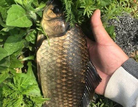 |渔乐杂谈:夏季宜钓刮风、下雨天,有哪些应对技巧?