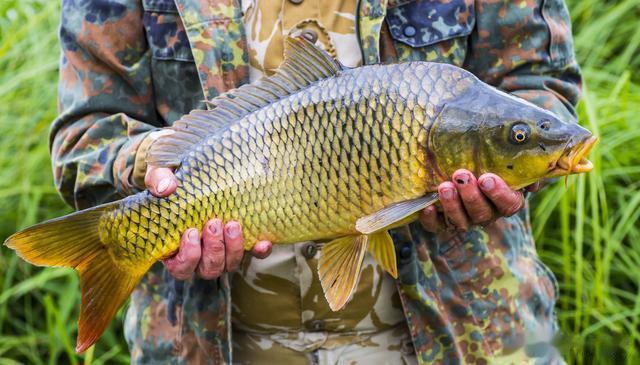 饵料|细说春季野河钓鲫,要想爆护一定要灵活多变