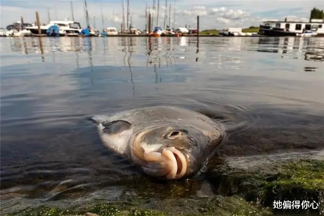 |钓鱼人夜钓为何最怕“死鱼正口”死鱼为何能“咬钩”?