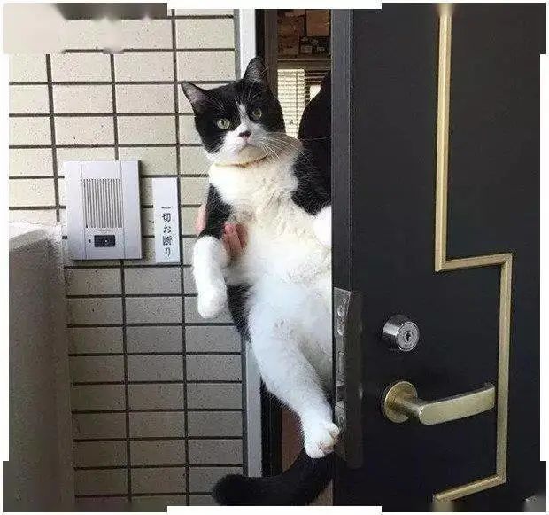 喵星人每天在门口送主人上班，表情却逐渐失控