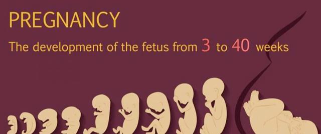 为何女性生殖期这么短,且要经历更年期?或是为了帮助人类进化