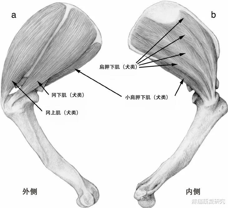 血栓|肩胛下肌痛还按不到?几个拉伸就能缓解