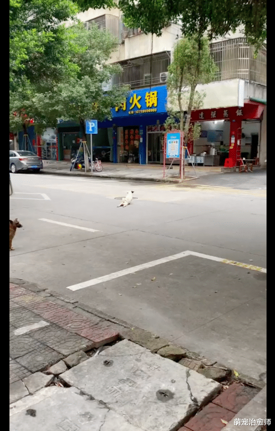 “瘫痪”狗狗拖着后腿过马路，下一秒却被它的动作弄懵了，碰瓷吗