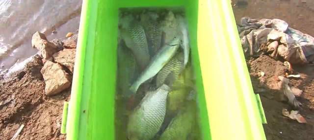 |深冬野钓水库全纪录,大鲫和翘嘴,渔获不多但库冠