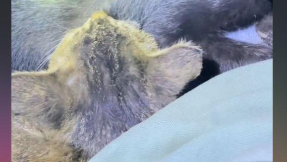 |男子夜钓时感觉有“东西”扒拉自己，低头一看：哪里来的小可爱？