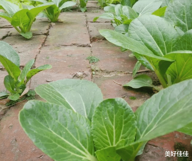 ?“穷装”还能这么好看？她家院子光秃秃的，只需这几步就“琳琅满目”了