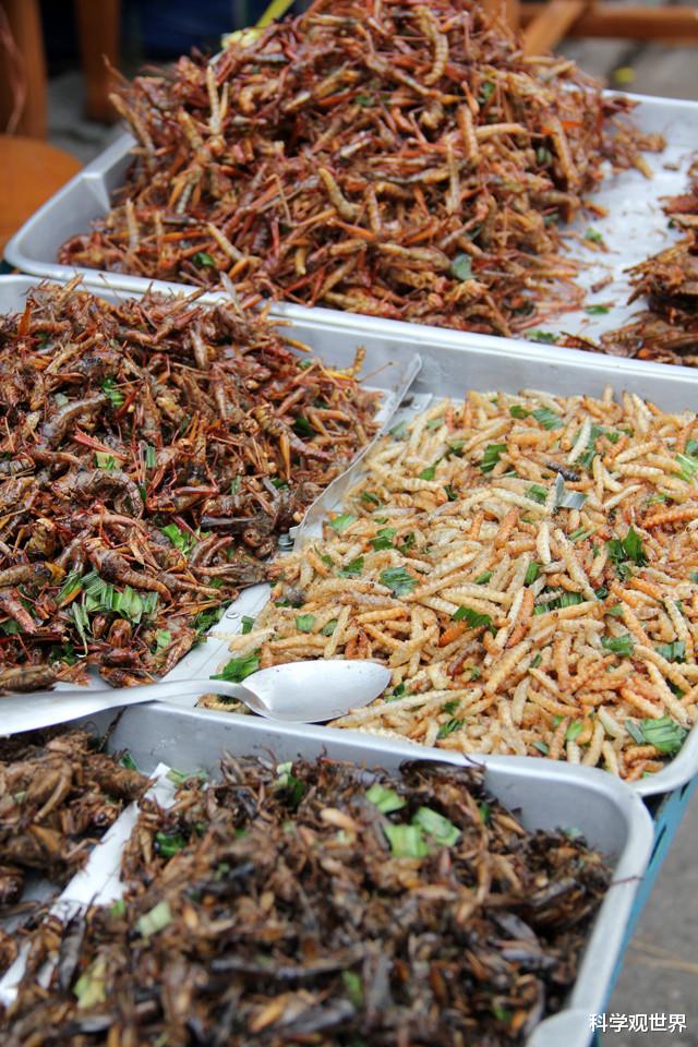 多吃昆虫或解决人类食物危机?科学家:昆虫应该搬上我们的餐桌