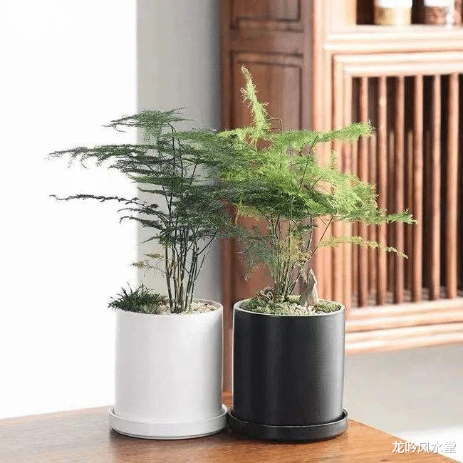 招聘|龙吟师傅提醒你,摆这些植物在办公室时千万要慎重