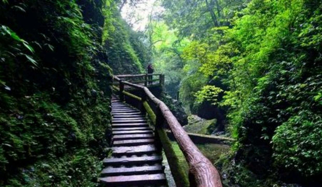 青城山|英国游客到四川旅游,看到“青城山”被围起来收费!直言看不明白