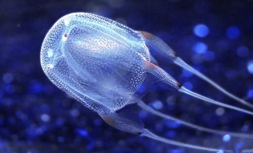 世界上10大海洋生物,蓝鲸只能排第2,第1名没想到是它!