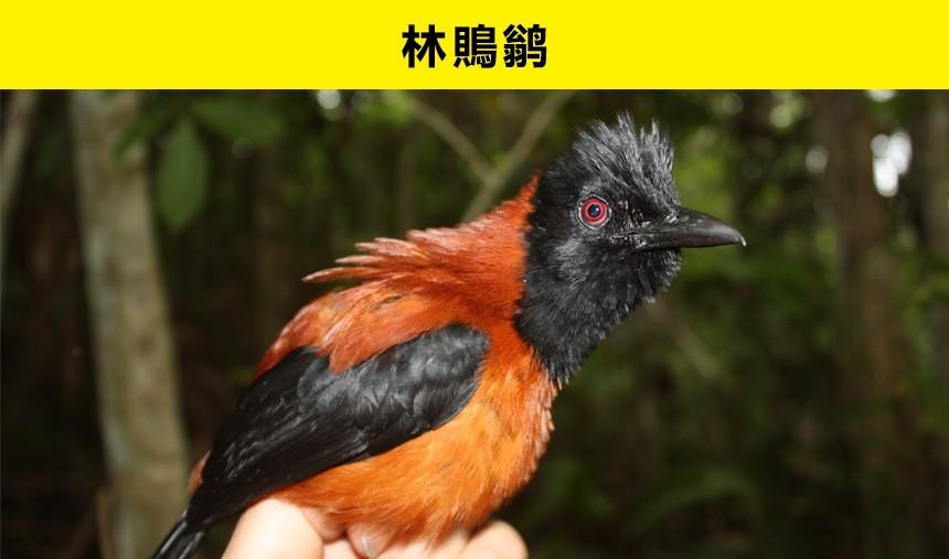 被很多人喜爱,但对人类也存在危险的10种动物