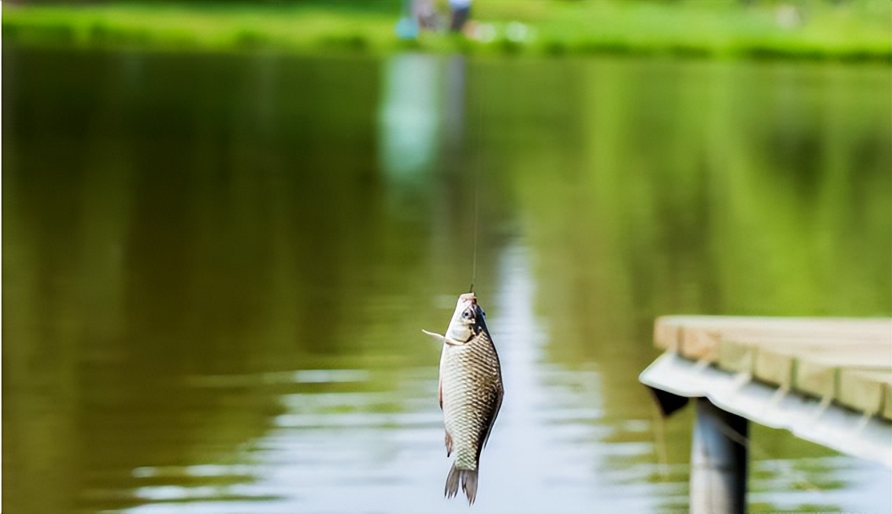 饵料|夏天鱼难钓？先看时间选对没！守住这3个时间段，越钓越过瘾